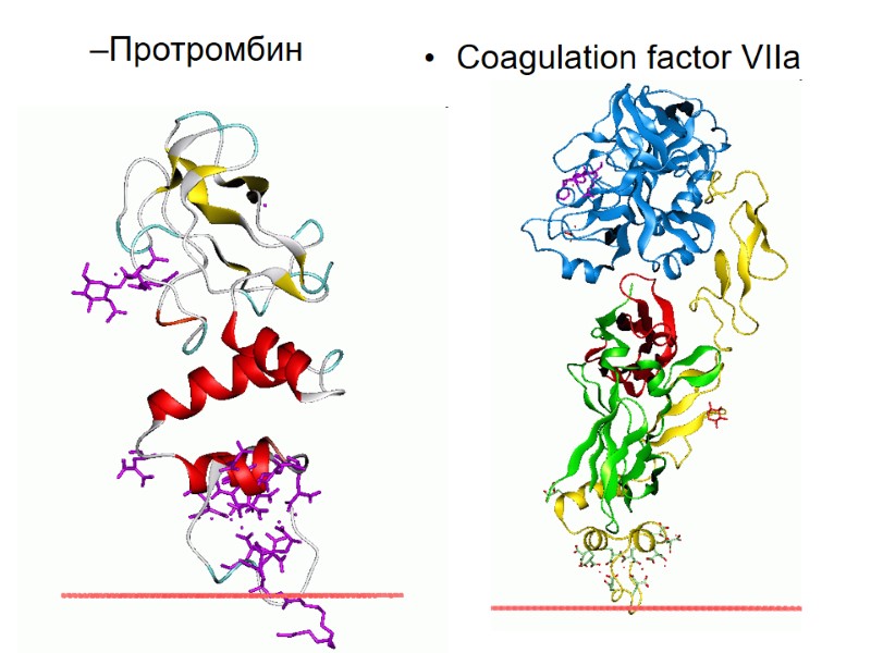 Coagulation factor VIIa  Протромбин